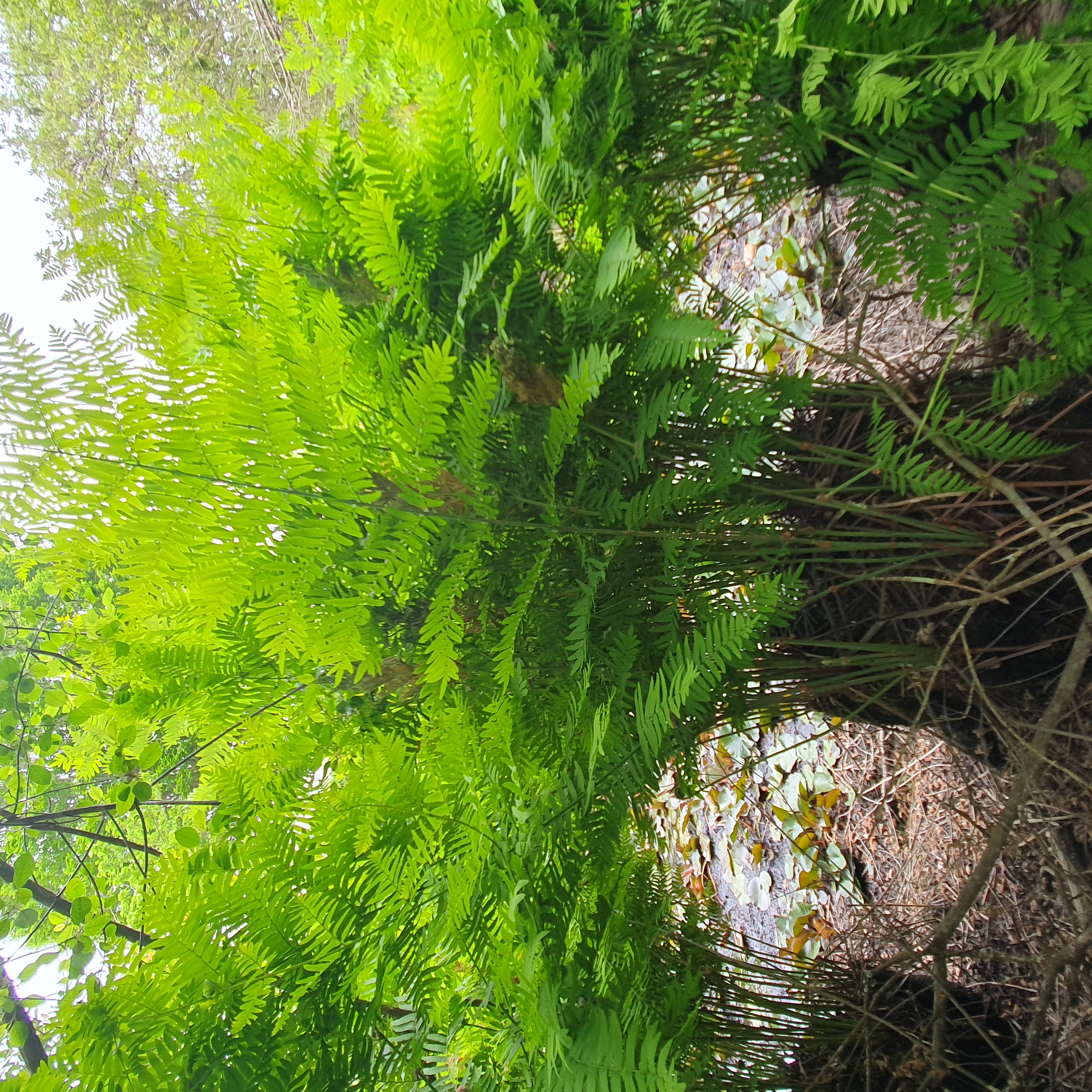 fougère arborescente