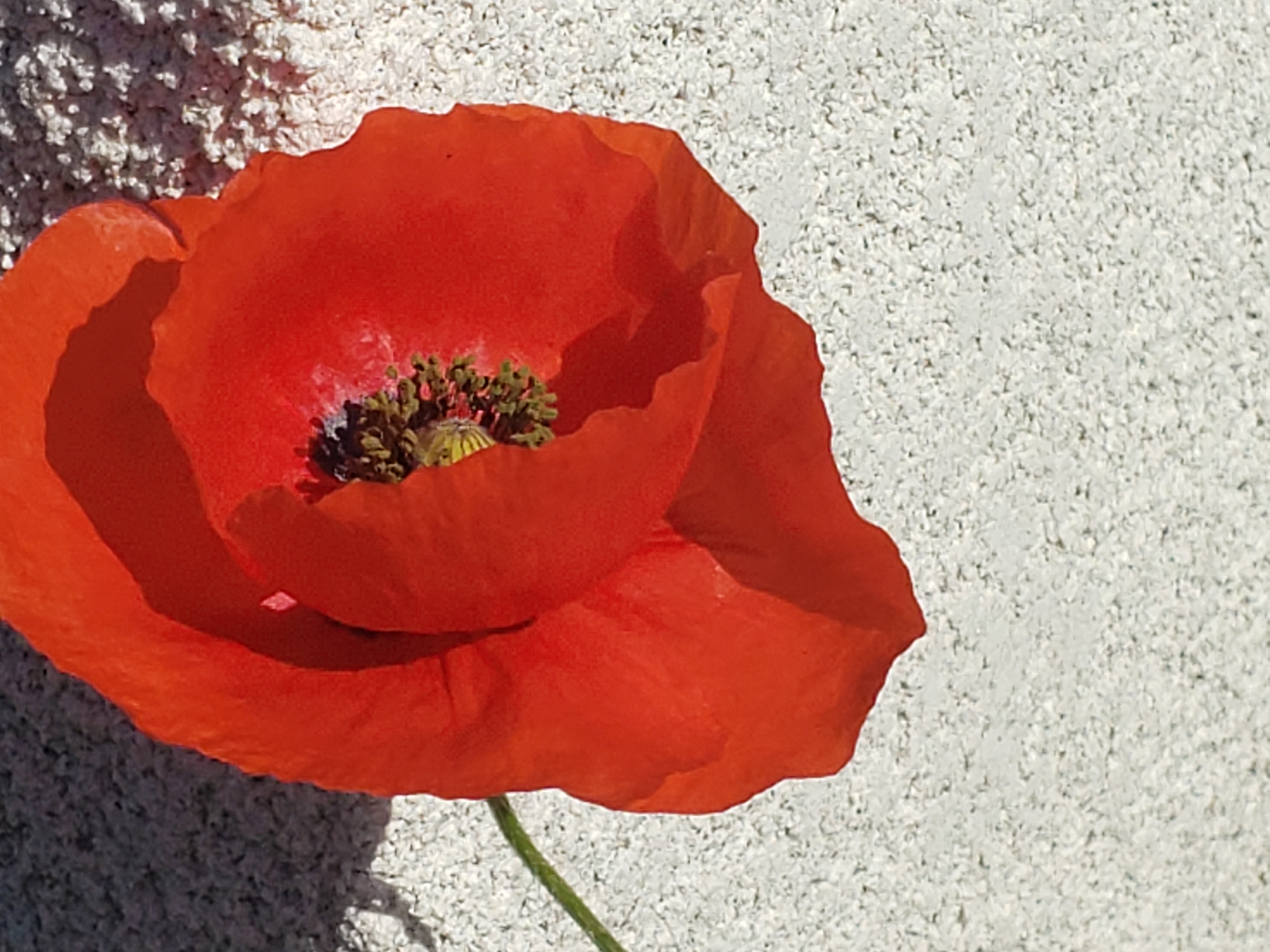 gentil coquelicot