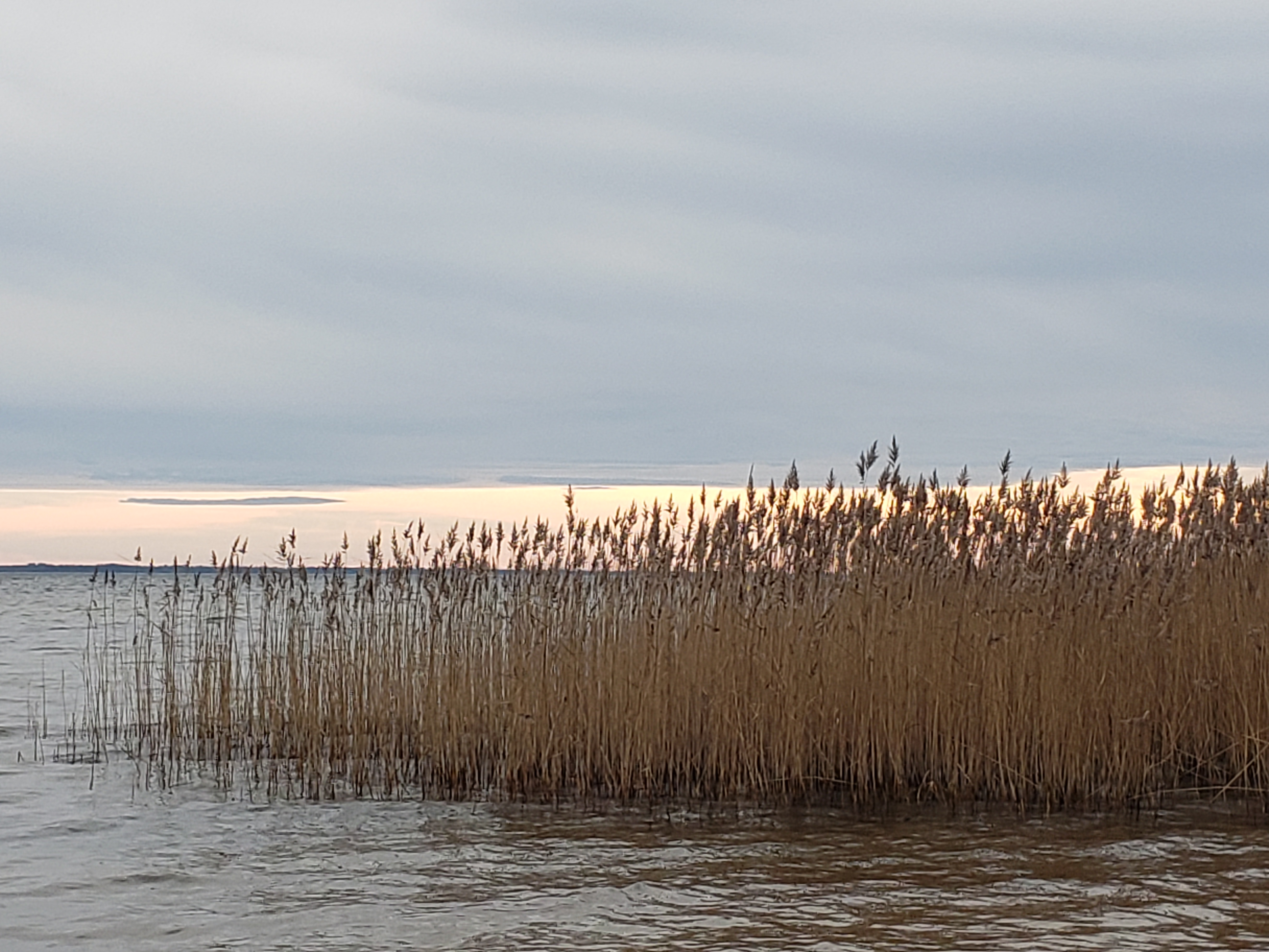 Roseaux, lac de Cazaux