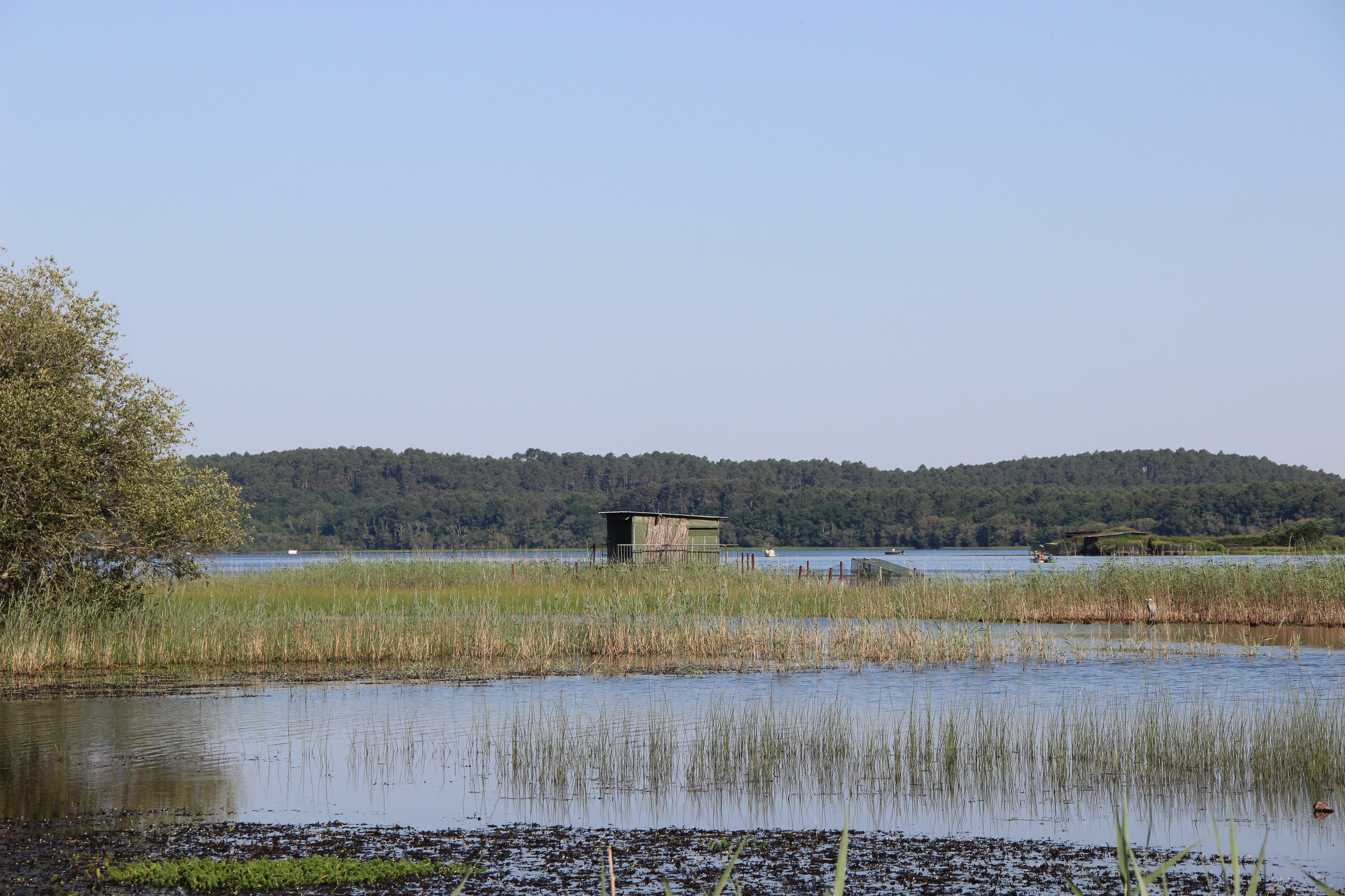 Tonne sur le lac + un Héron caché dans les roseaux ( à droite)