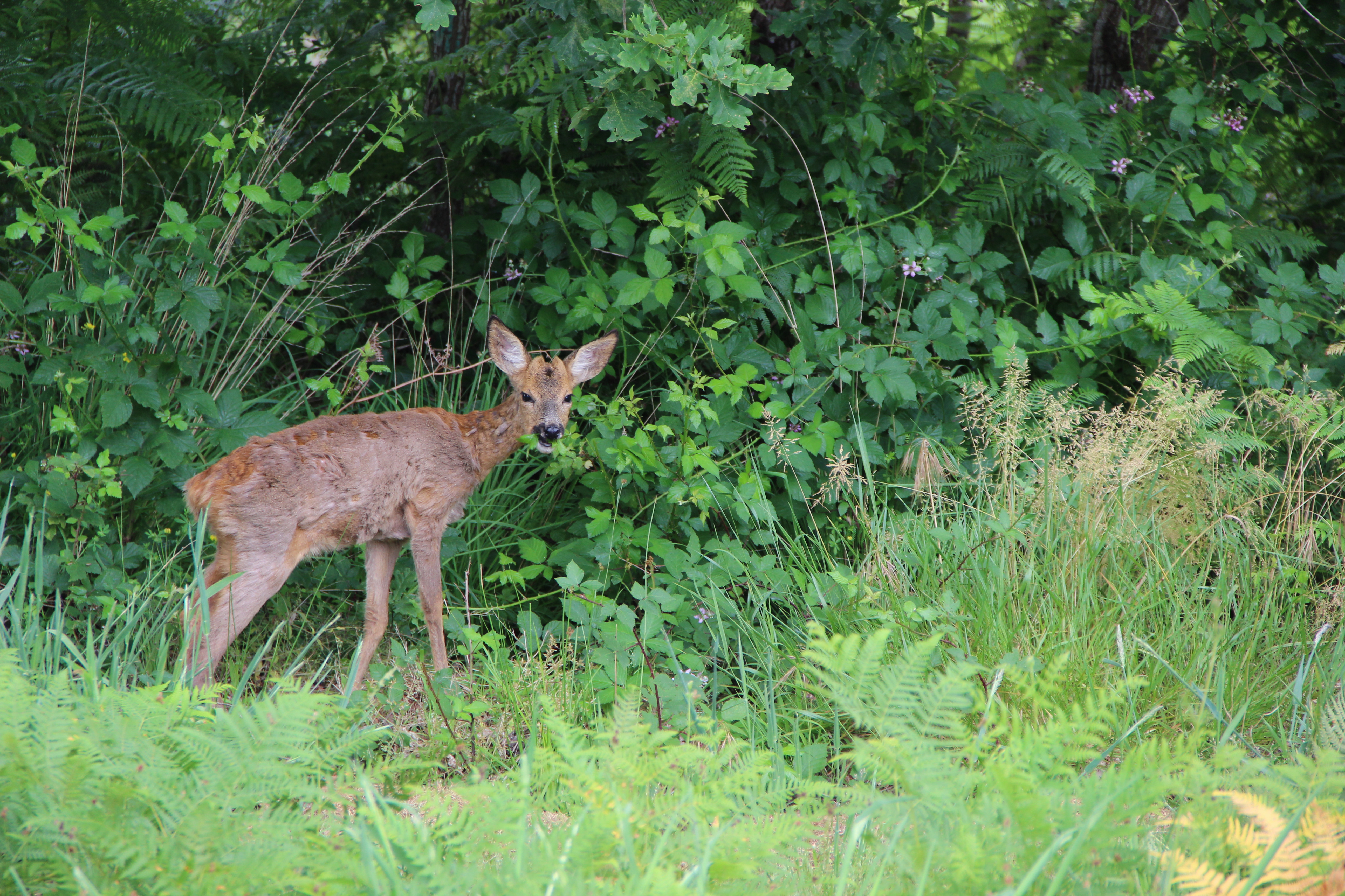 Bambi Landais