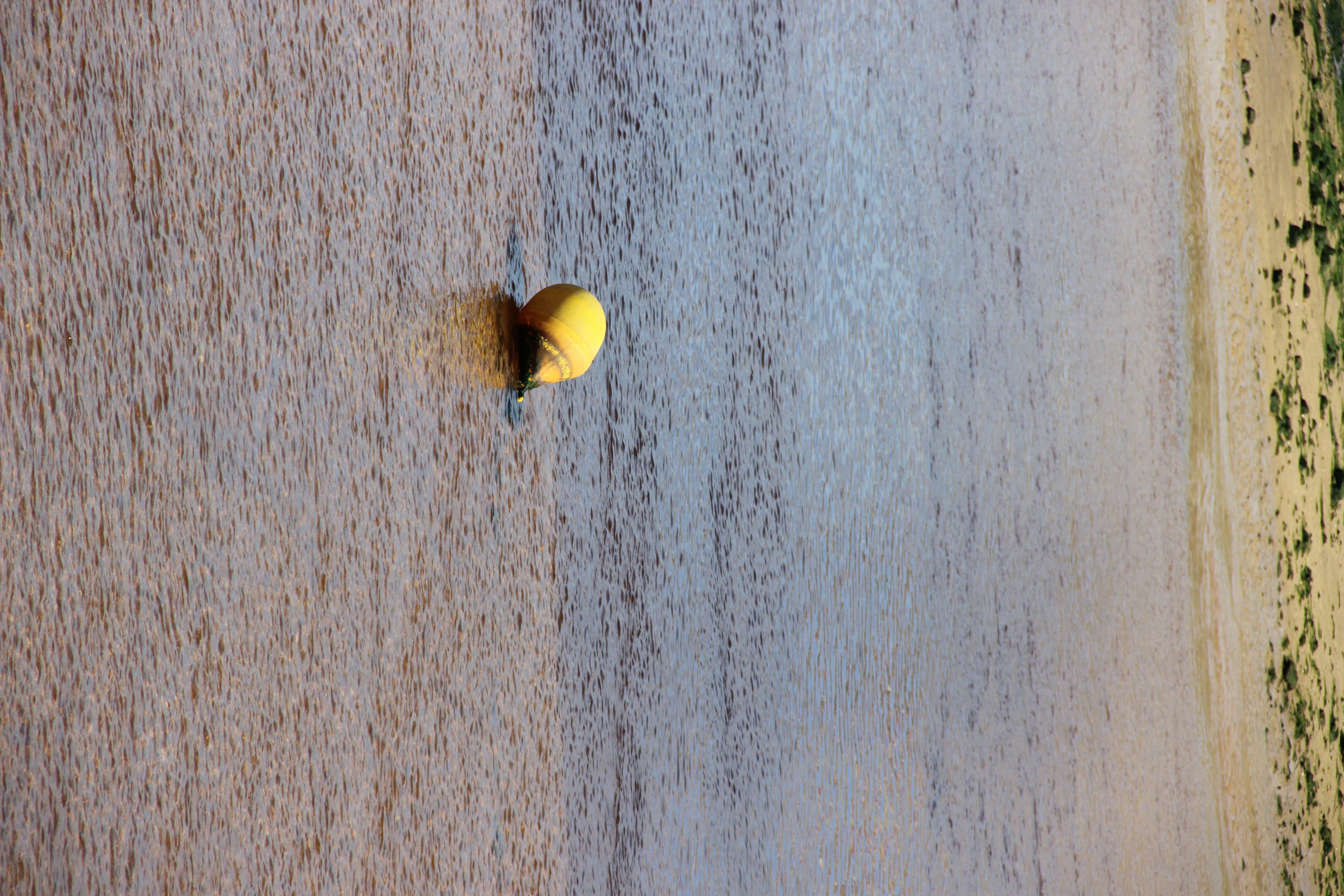 Citron de mer ?